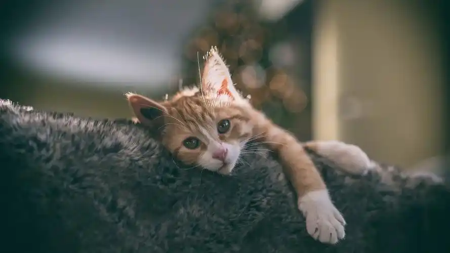 猫在舒适的房子里休息 壁纸 - 1920x1080 全高清