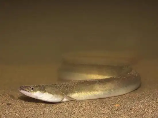 野生鳗鱼多少钱一斤?