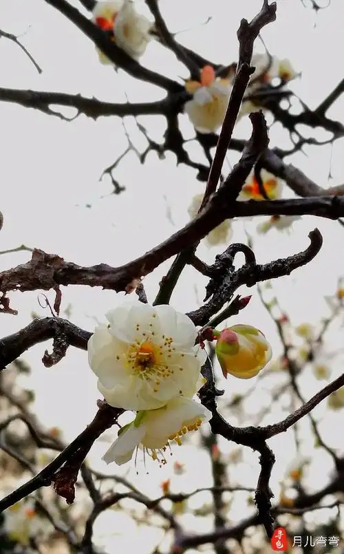 龙游梅是梅花品种中的稀有品种.
