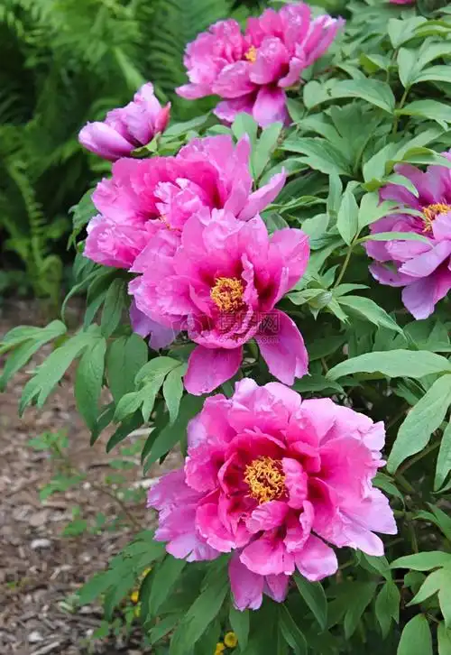 最漂亮的牡丹花图片,美女们都喜欢花呀,草啊