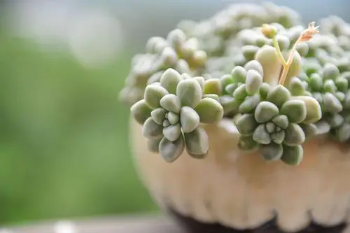 多肉植物|营养液|花盆_新浪新闻