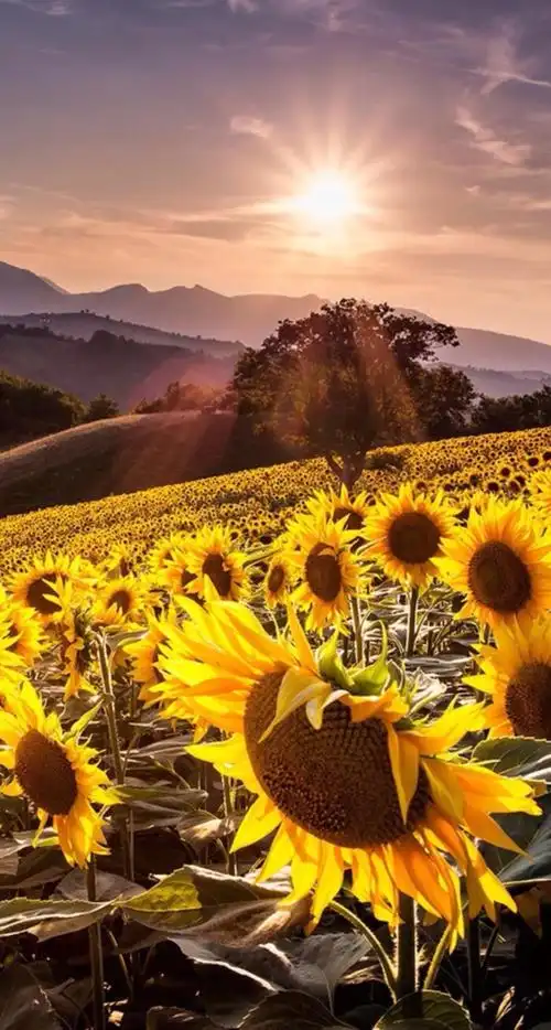 iphone 壁纸 向日葵