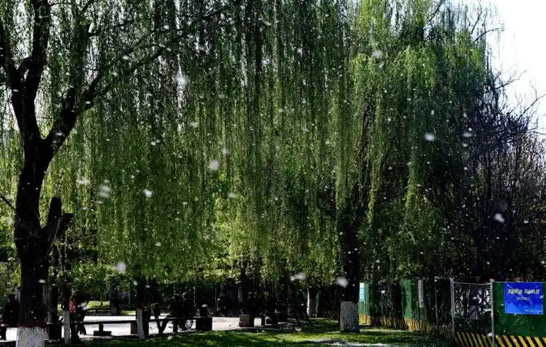 柳絮杨花飞满天严建设