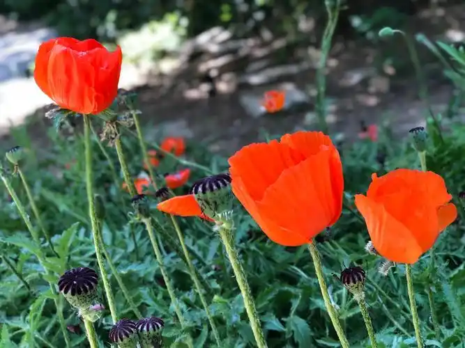 罂粟花开妖艳多姿