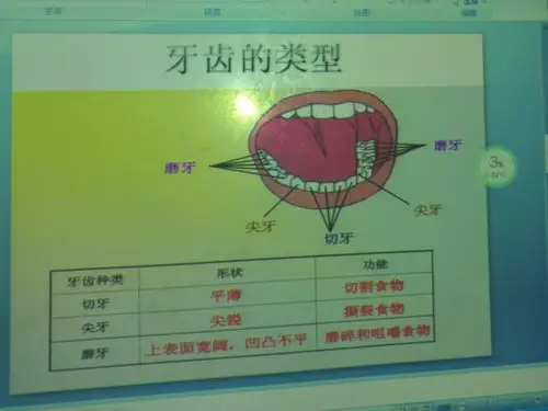我们在一起看看牙齿的类型,分为"磨牙""尖牙""切牙"
