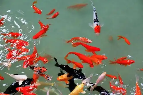 王佐南宫五洲植物乐园:会唱歌的鹦鹉,好运锦鲤,室内温室乐园开园啦!