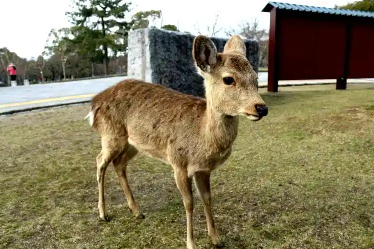 可爱的小梅花鹿.