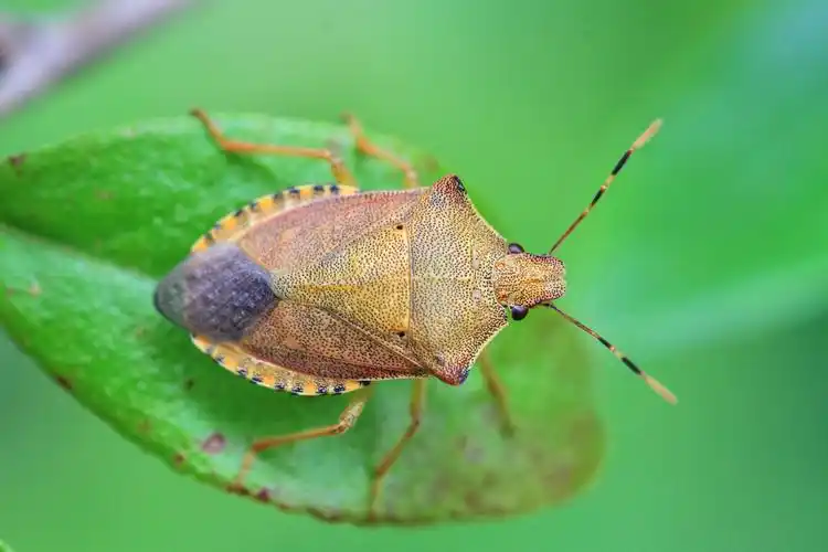 昆虫世界6-蝽科 作者:justin的美篇