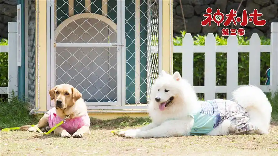 神犬小七3夏日酷爽开播姜潮宋妍霏再掀萌宠题材高热度