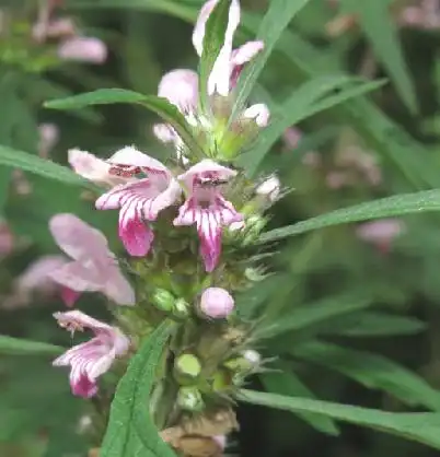 益母草花-采收存储_药理作用_用法用量-农语网