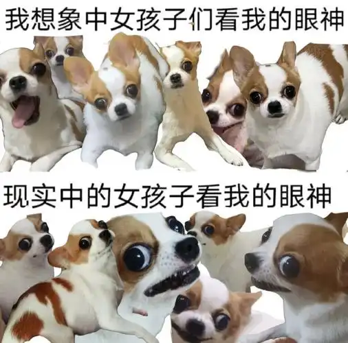 用霸王狗的照片魔改的表情包