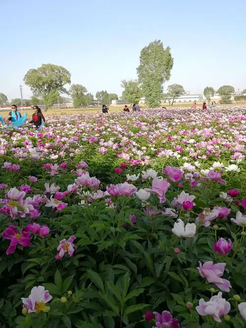 众里寻她千百度—偶遇芍药园