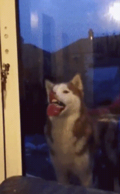 二哈gif搞笑gif厉害了gif萌宠gif