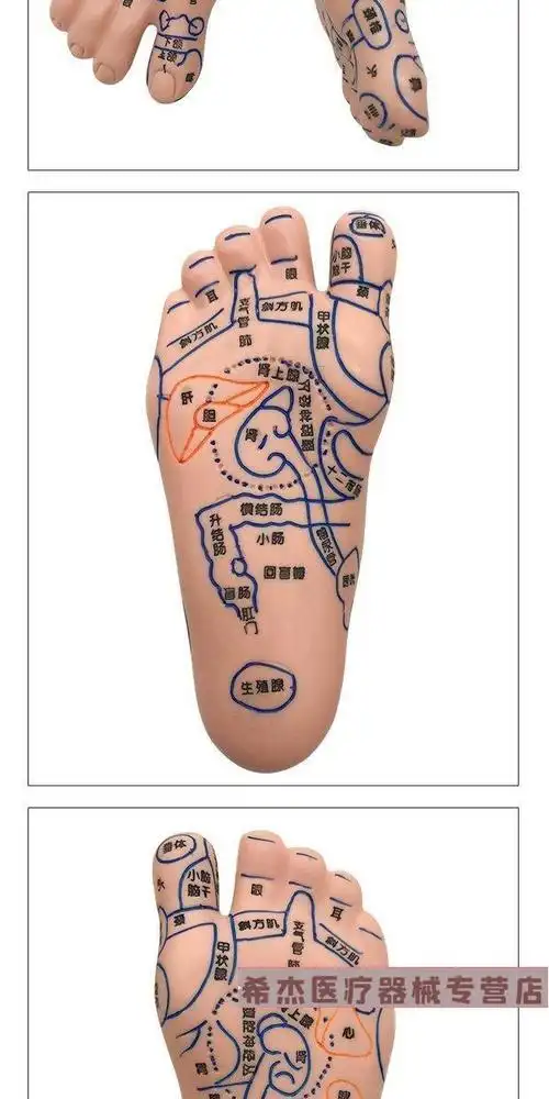 脚模型超清晰丰帆软质刻字点穴按摩足底反射区足疗经络穴位彩色 s28