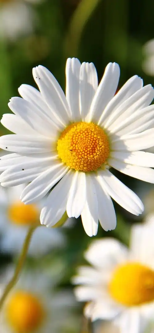 白色雏菊花瓣春天iphone壁纸