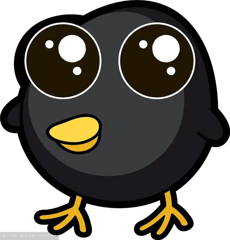 可爱的黑鸡在白色的背景