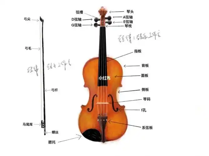 关于小提琴的构造