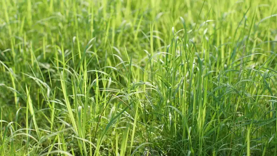 壁纸 夏草,绿色,阳光 3840x2160 uhd 4k 高清壁纸, 图片, 照片