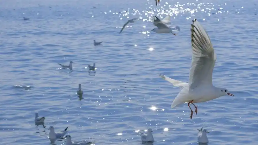 海上的海鸥图片桌面壁纸