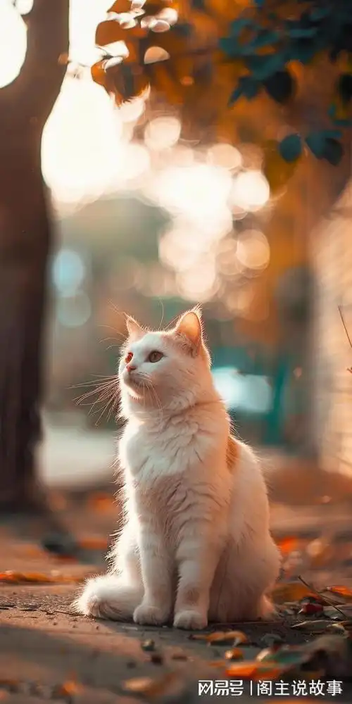 手机壁纸治愈系萌猫壁纸让你的手机瞬间变软萌