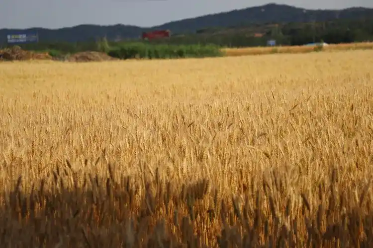 守望麦田