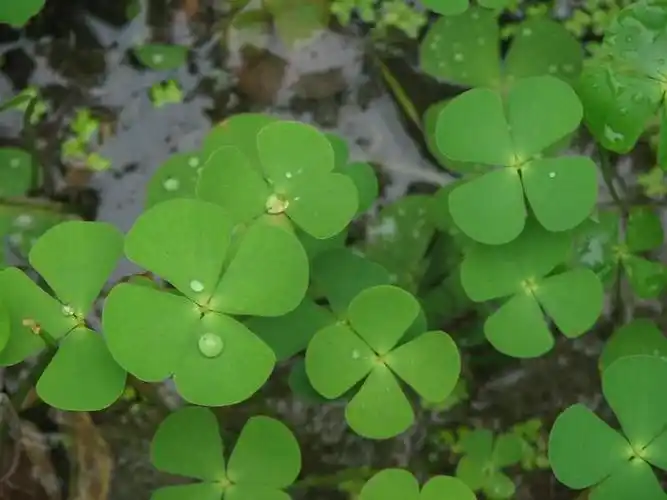 四叶草 - chillout的日志 - 网易博客