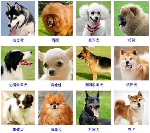 多少钱可以买到一只纯正的世界名犬