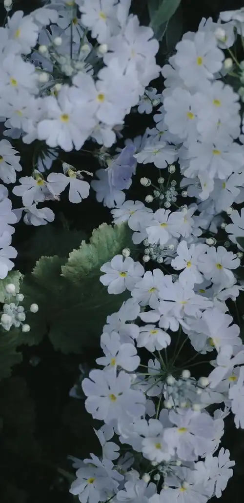 手机壁纸##高清无水印##锁屏壁纸