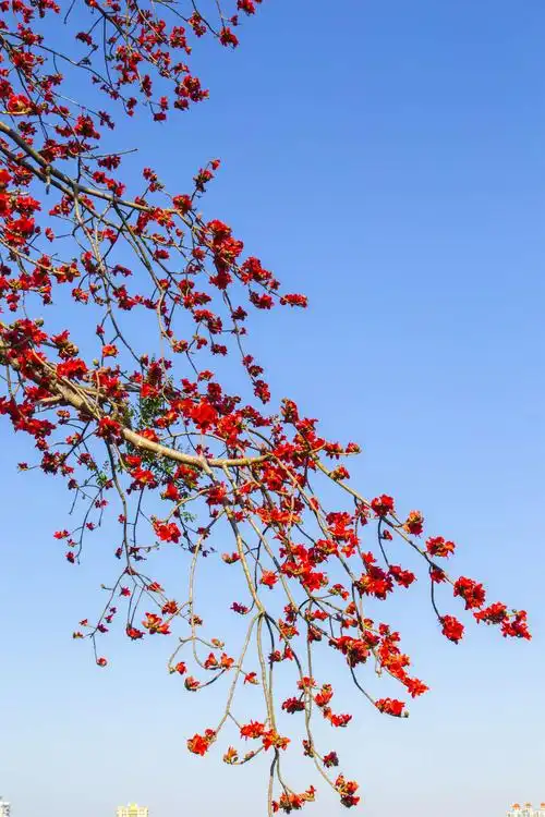 其它 木棉树开英雄花 写美篇  木棉花树高大挺拔,约有7～8层楼高.