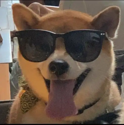 求类似这种小动物带墨镜的头像