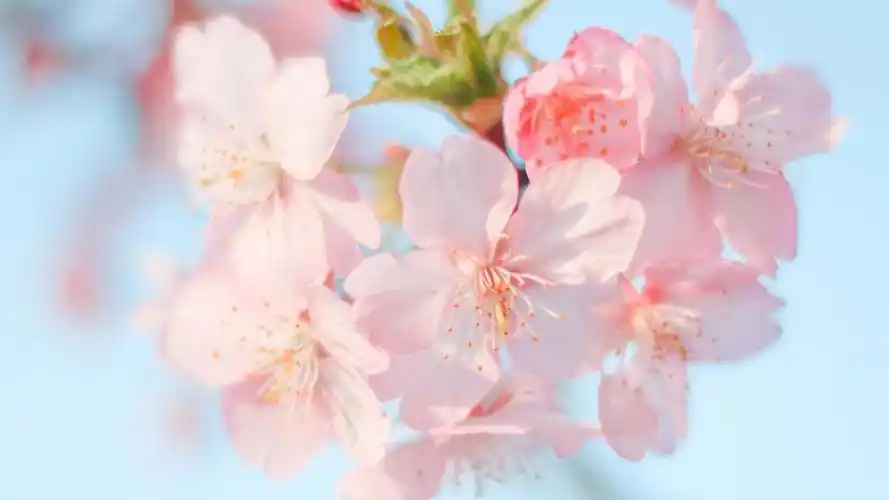 清新养眼植物花卉桌面壁纸高清大图预览1920x1080_植物壁纸下载_美桌