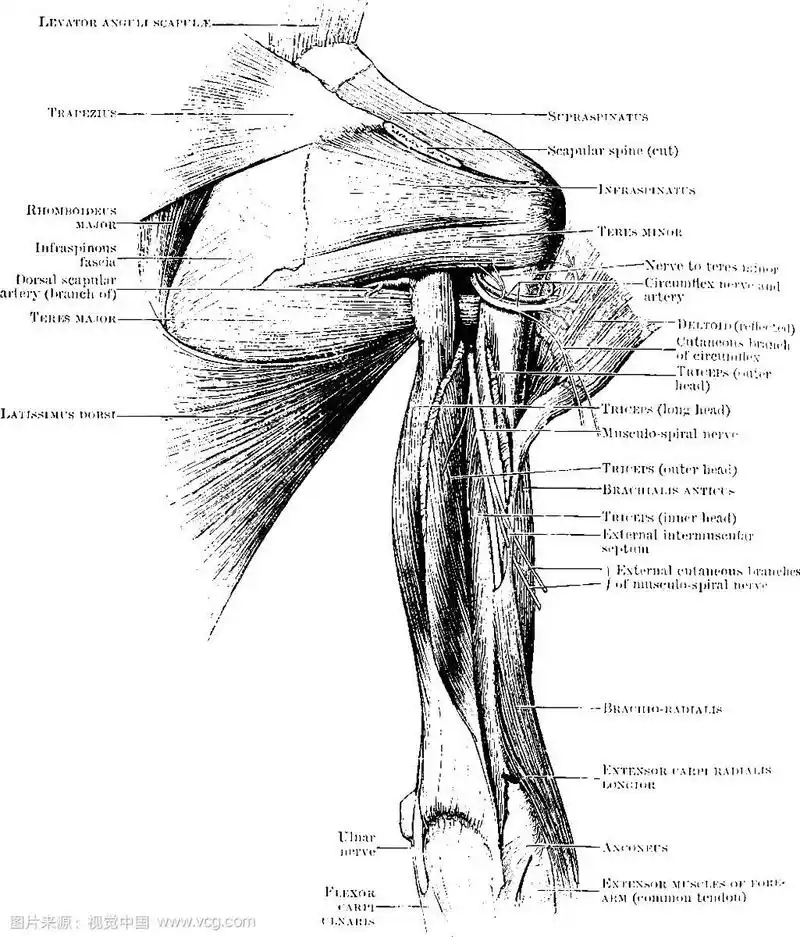 肩部肌肉的后视图