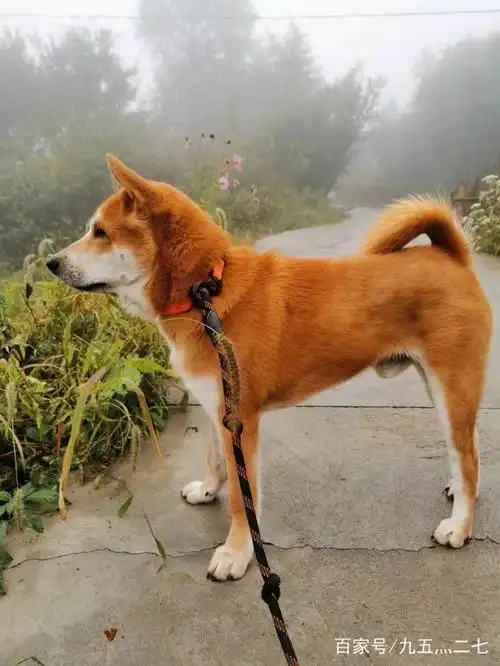 其实中华田园犬颜值一点不输国外名犬,今天给大家推荐一只颜值巅峰的