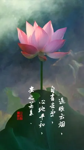 荷花语录
