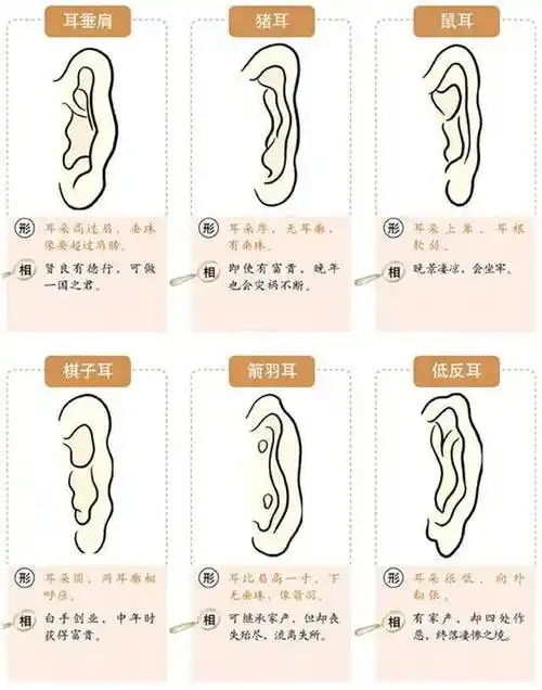 右耳代表母亲,右耳贴头与母亲缘分深,能够时时照顾关心母亲.