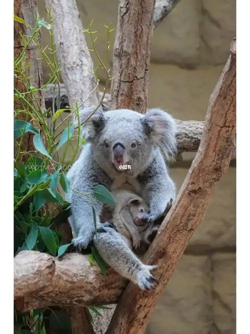 考拉妈妈和宝宝都很可爱