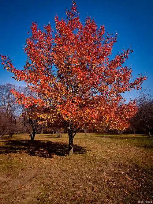 秋天的树:大自然的颜色画板