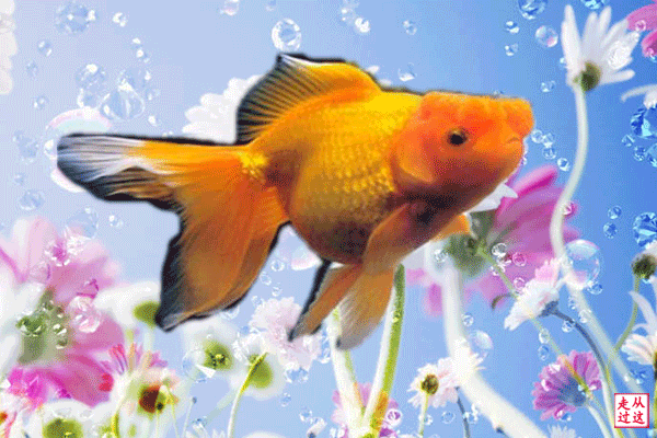 2019年快到了送大家99条金鱼祝大家金quot鱼quot满堂年年有余