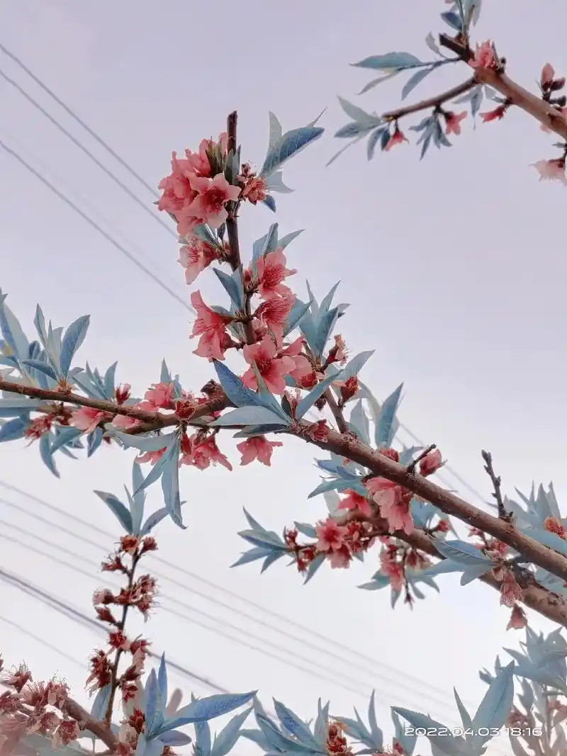 桃花#画画 #素材分享 #桃花 分享一波现拍的桃花素材 - 抖音