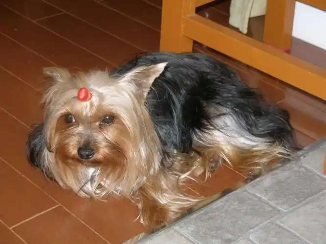 世界名犬欣赏小型犬之一