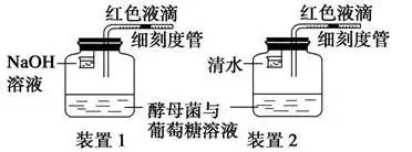 下列现象中能说明酵母菌既进行有氧呼吸,同时又进行无氧呼吸的是( )
