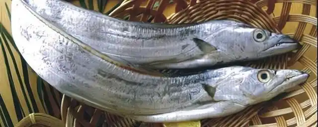 长长的鱼叫什么名字?