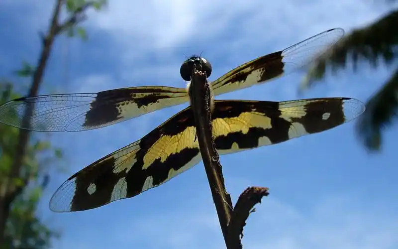 昆虫特写,蜻蜓高清壁纸27 - 1920x1200
