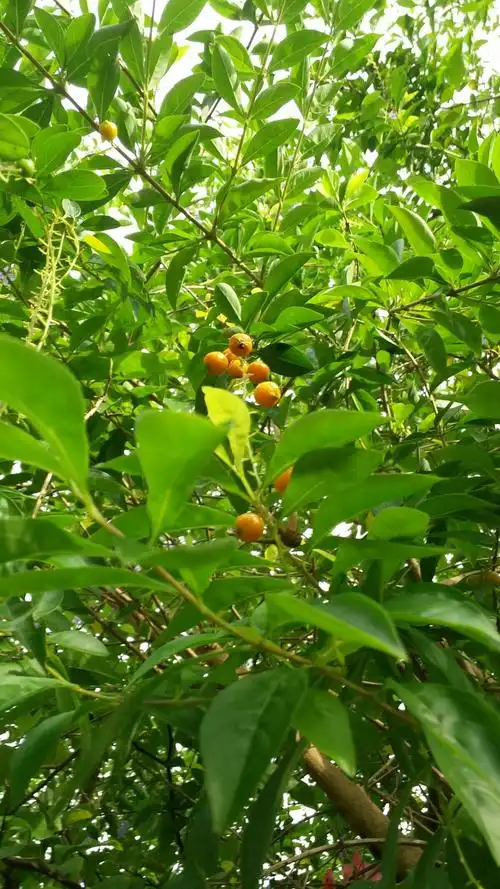 2006年,青青的小草,绿绿的树,一片绿油油的森林.