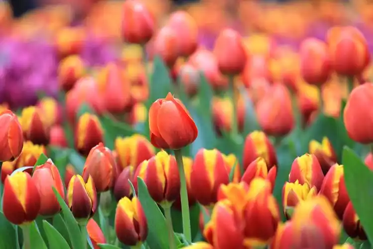 武汉解放公园郁金香绽放