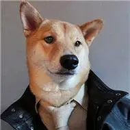 柴犬qq头像图片(83张)_动物头像_小脸头像网