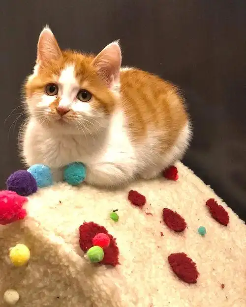 猫咪简直是世界上最可爱的动物