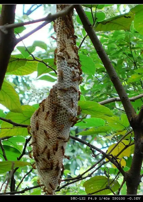 原生态的马蜂窝