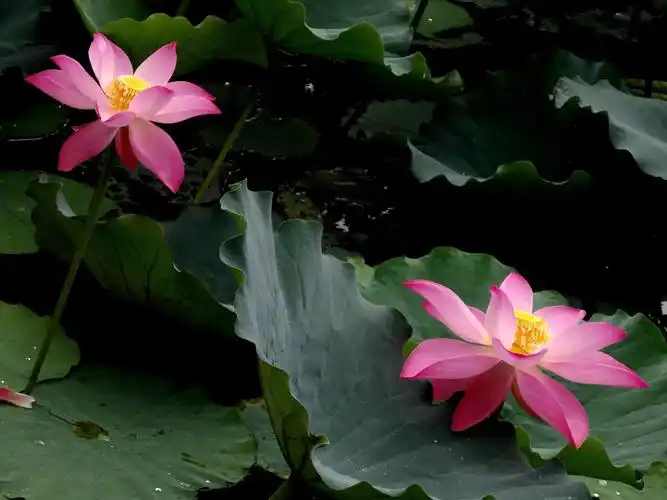 佛性禅韵圣洁之花莲