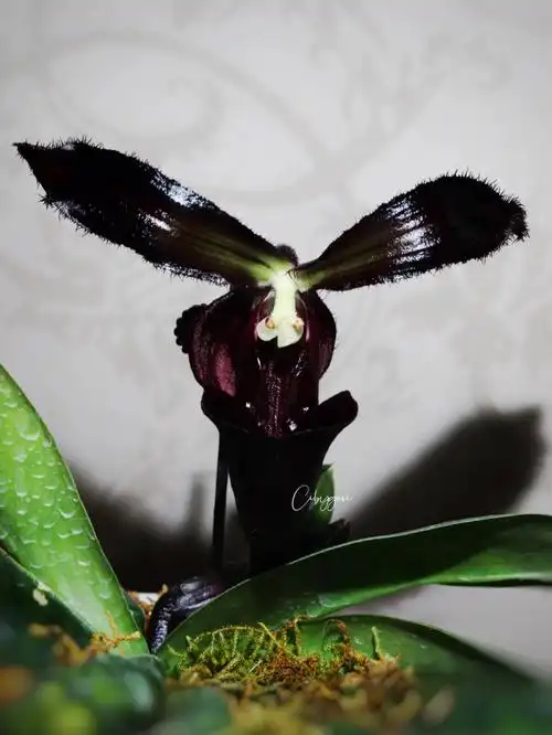 兜兰很有趣,哪怕是同一个品种,开品差异也很大,花色也不同,红肉饼就是